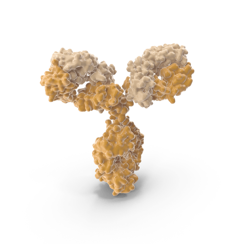 Human Antisize:P. gingivalis IgG Antibody Assay Kit